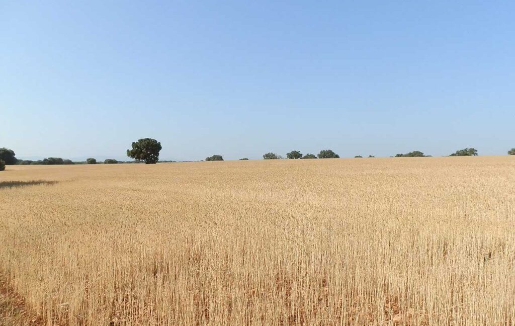 668_fincas-en-venta-053