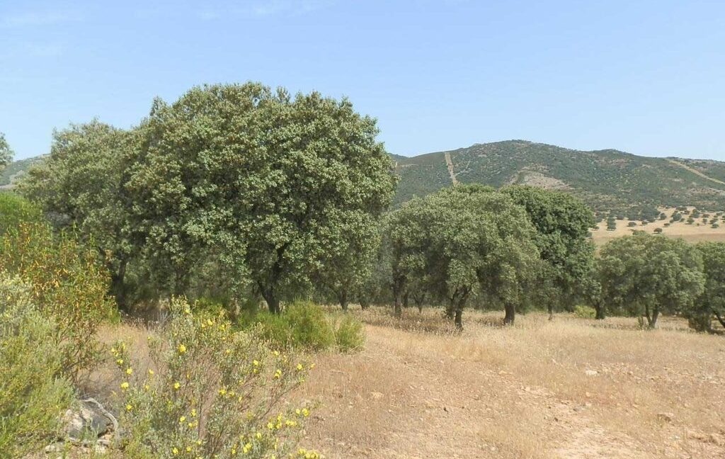 670_fincas-en-venta-63