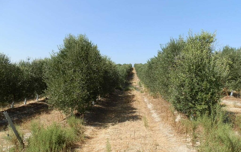 672_fincas-en-venta-017