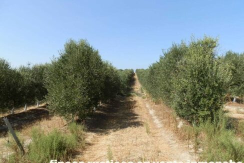 672_fincas-en-venta-017
