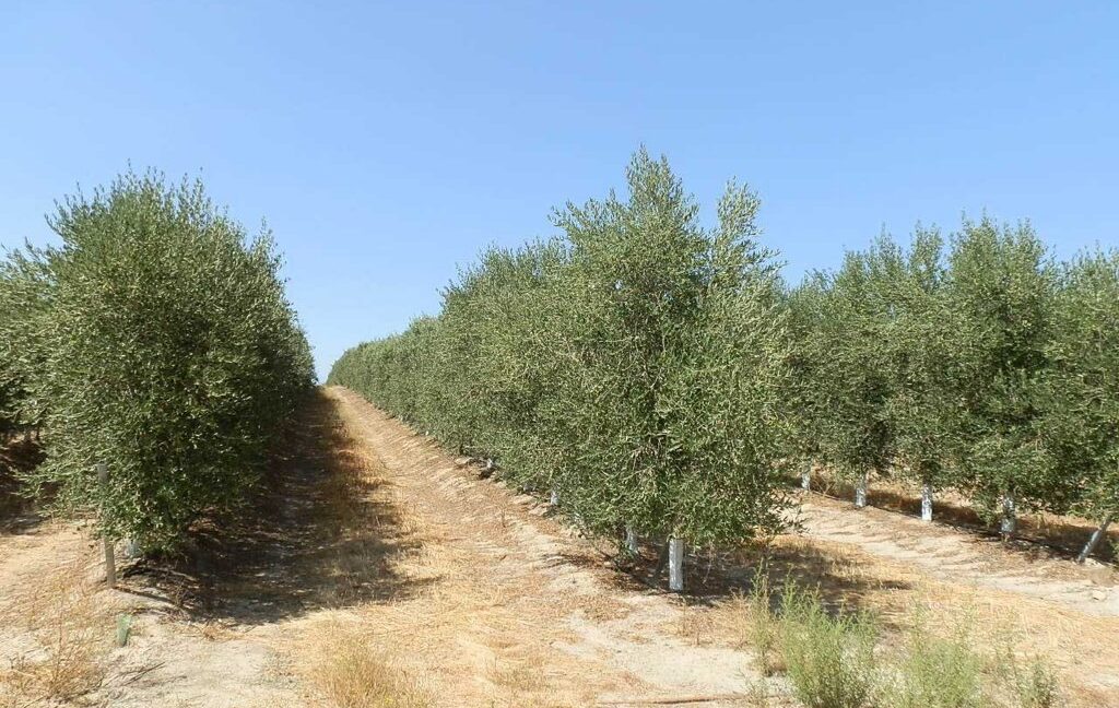 672_fincas-en-venta-028