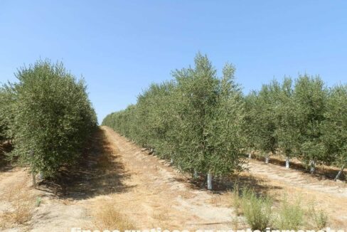 672_fincas-en-venta-028