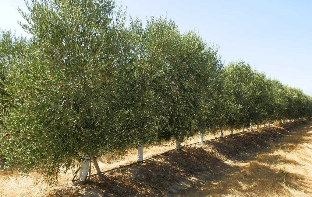 672_fincas-en-venta-029