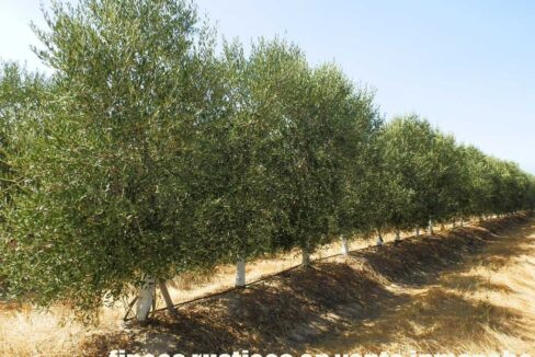 672_fincas-en-venta-029