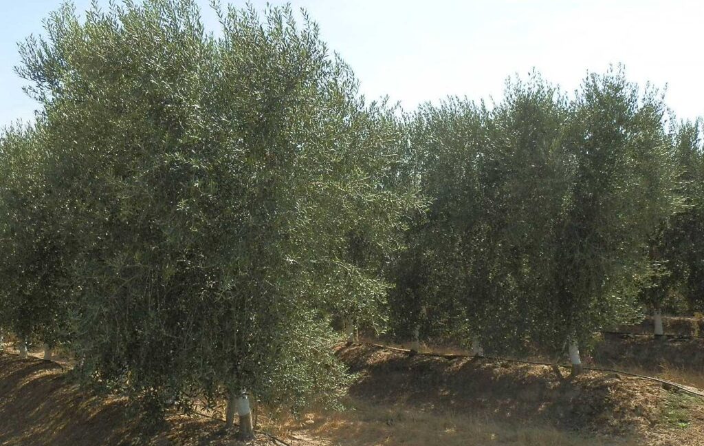 672_fincas-en-venta-030