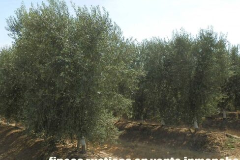 672_fincas-en-venta-030