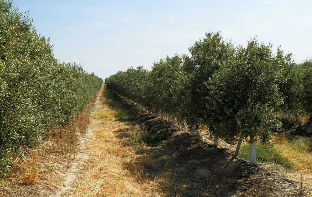 672_fincas-en-venta-032