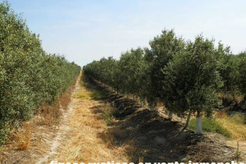 672_fincas-en-venta-032