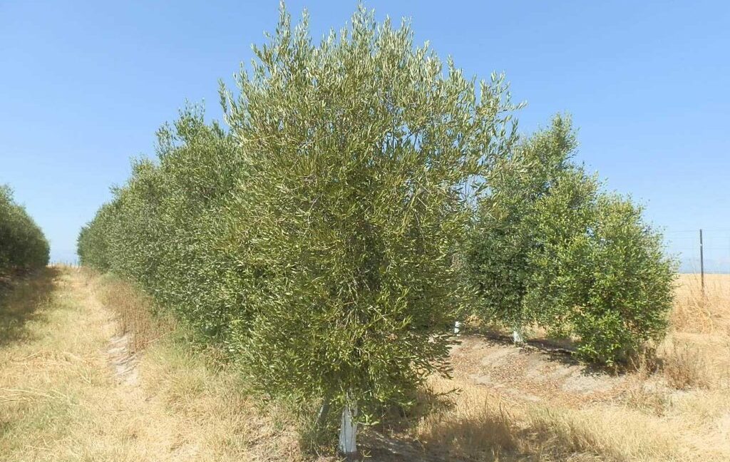 672_fincas-en-venta-033