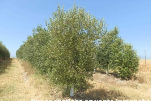 672_fincas-en-venta-033