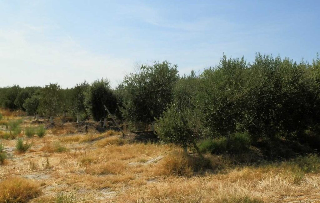 672_fincas-en-venta-034