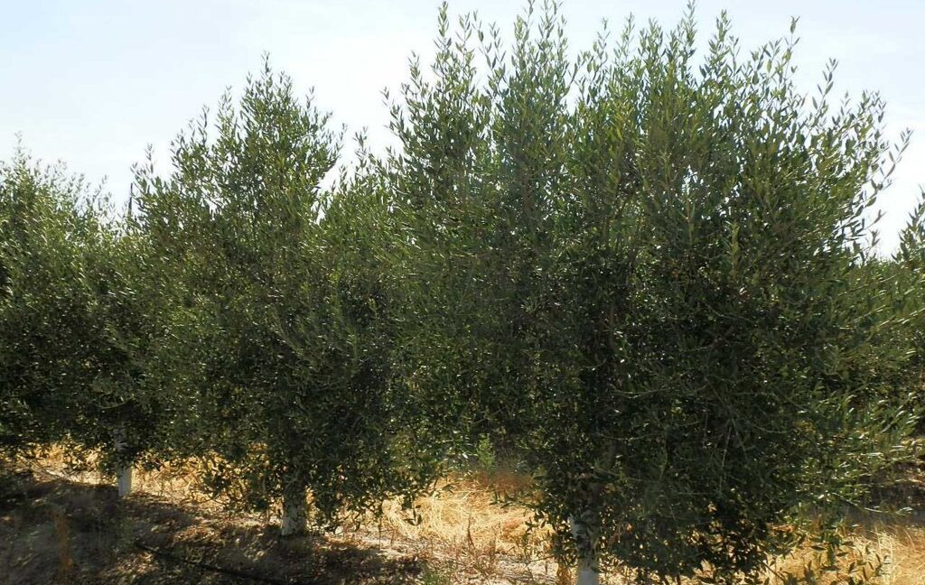 672_fincas-en-venta-035