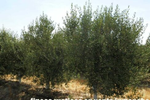 672_fincas-en-venta-035