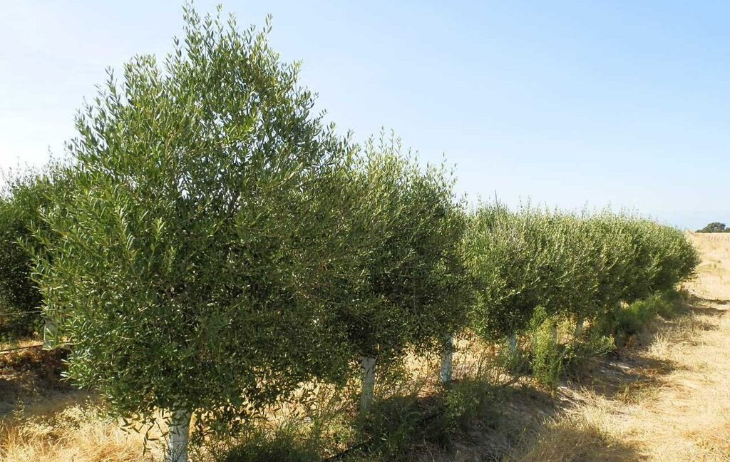 672_fincas-en-venta-036