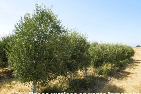 672_fincas-en-venta-036