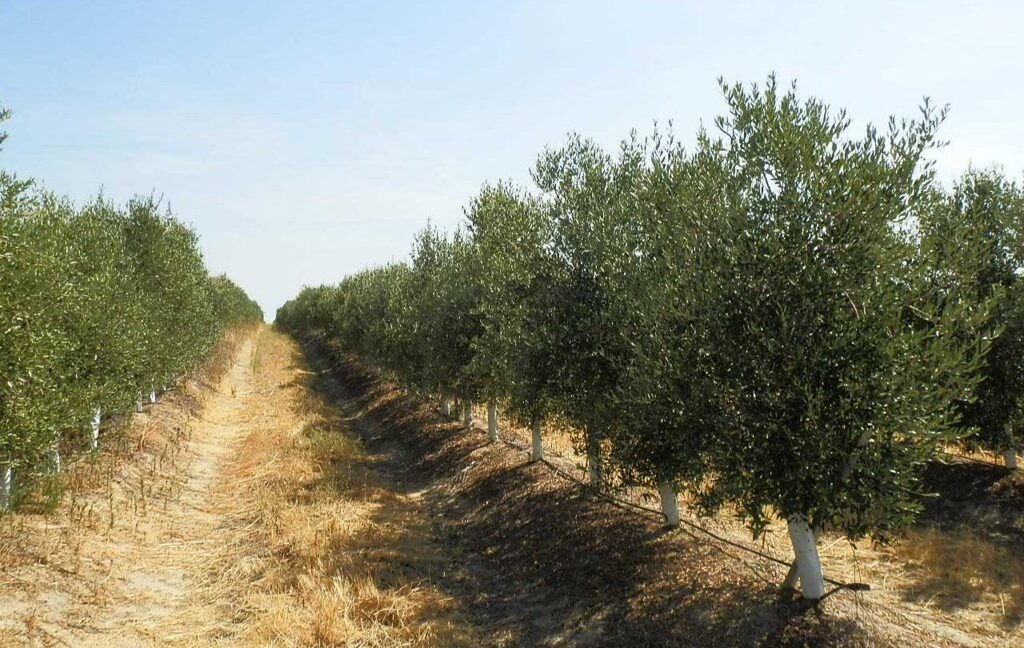 672_fincas-en-venta-039