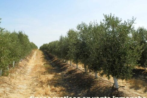 672_fincas-en-venta-039