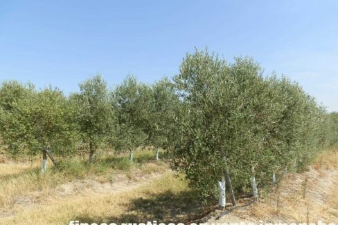 672_fincas-en-venta-041