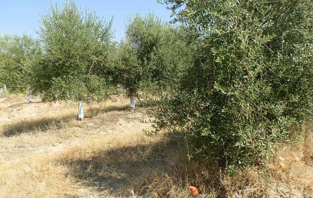 672_fincas-en-venta-043