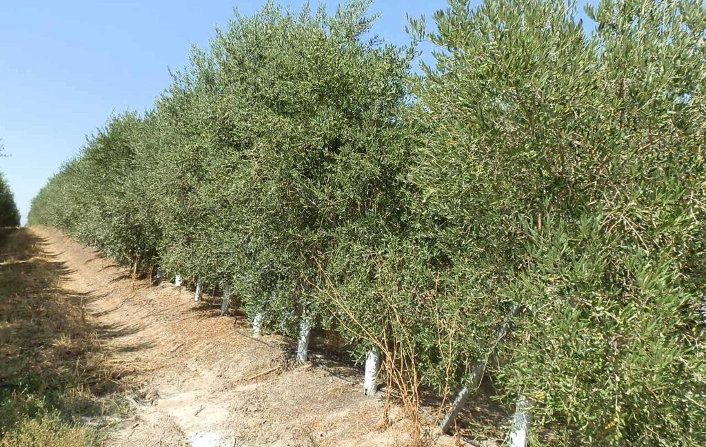 672_fincas-en-venta-044