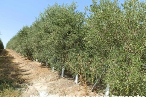 672_fincas-en-venta-044