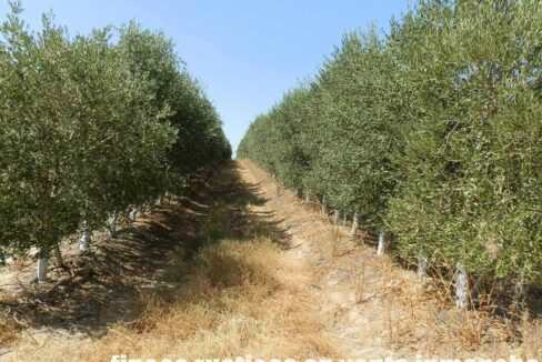 672_fincas-en-venta-045