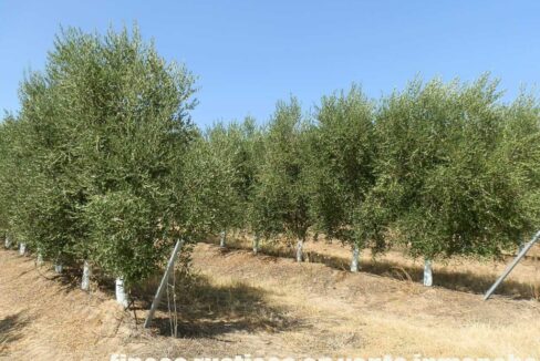 672_fincas-en-venta-046
