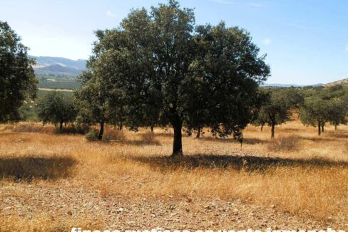 674_fincas-en-venta-06