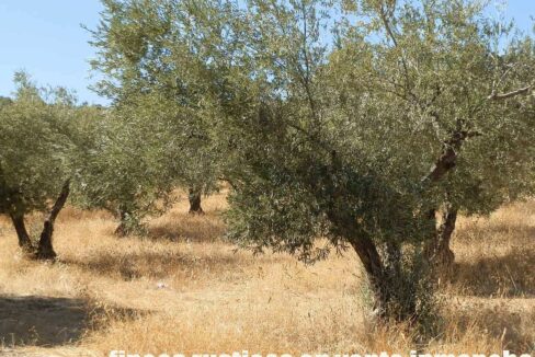 674_fincas-en-venta-09