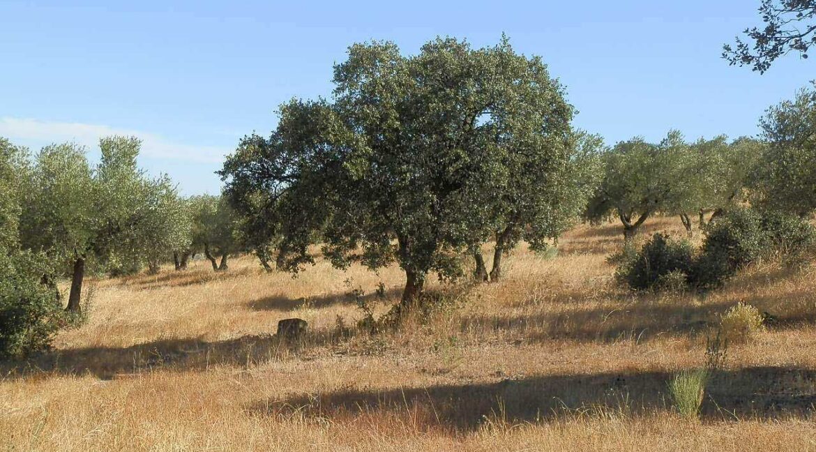 674_fincas-en-venta-11