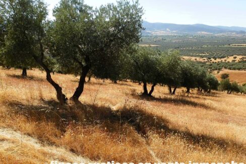 674_fincas-en-venta-14