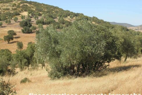 674_fincas-en-venta-15