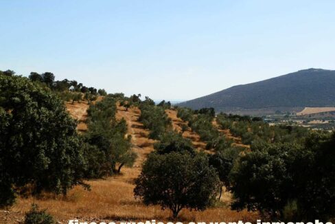 674_fincas-en-venta-17