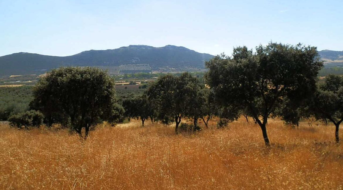 674_fincas-en-venta-18