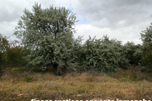 675_fincas-en-venta-10
