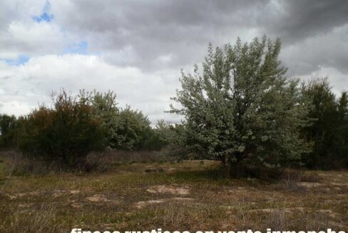 675_fincas-en-venta-11