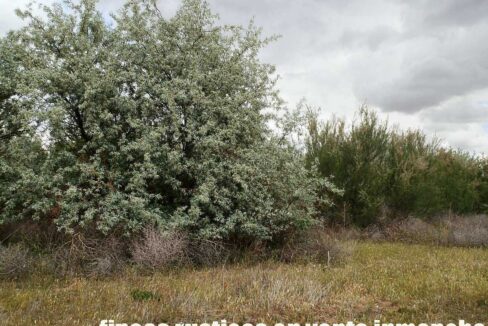 675_fincas-en-venta-8
