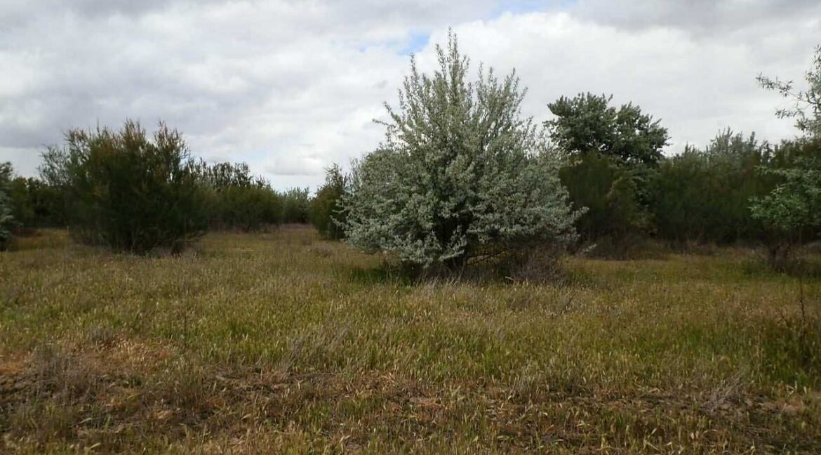 675_fincas-en-venta-9