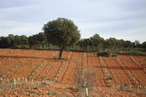 676_fincas-en-venta-10