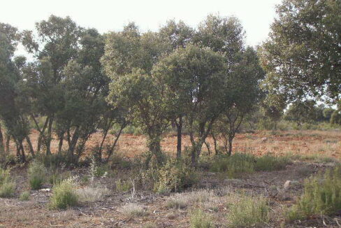 676_fincas-en-venta-8