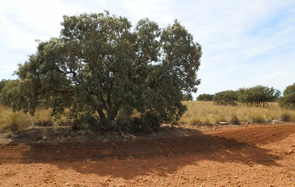 678_fincas-en-venta-058