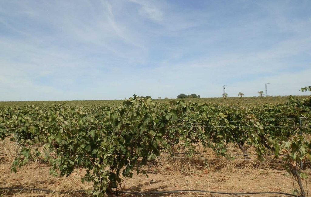 678_fincas-en-venta-076