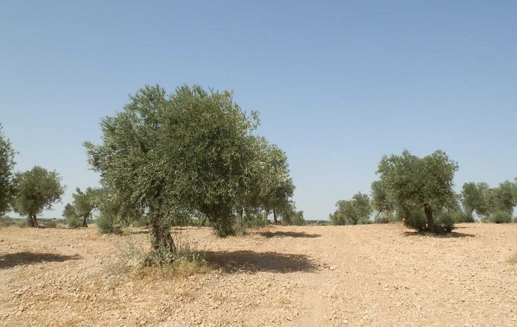 679_fincas-en-venta-024