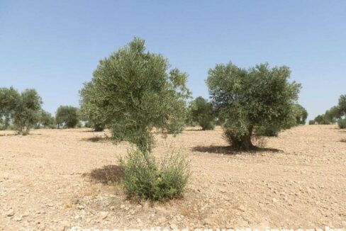 679_fincas-en-venta-025