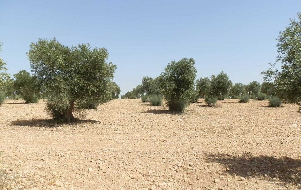 679_fincas-en-venta-026