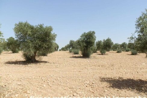 679_fincas-en-venta-026