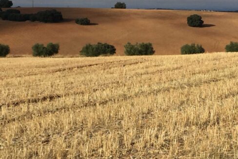 681_fincas-en-venta-19