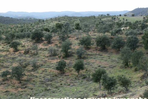 682_fincas-en-venta-42