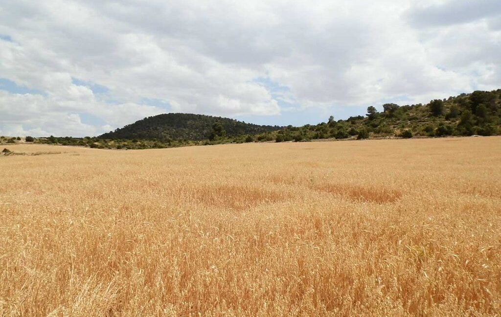 684_fincas-en-venta-003