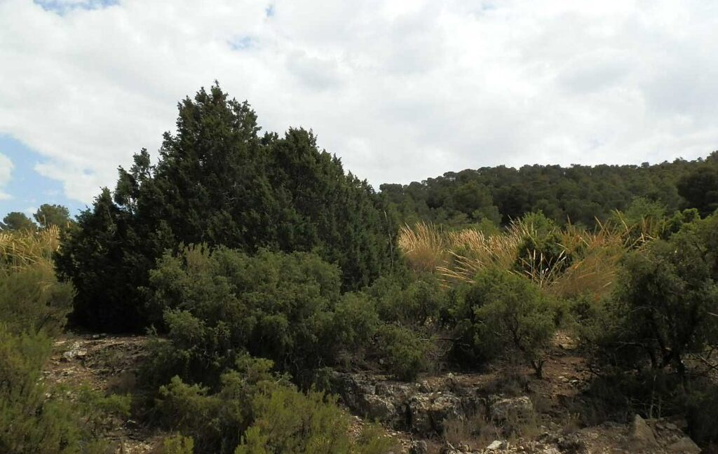 684_fincas-en-venta-016